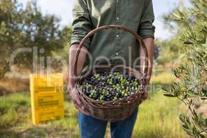 Mid section of man holding harvested olives in basket