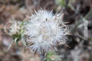 Flowers of thorns