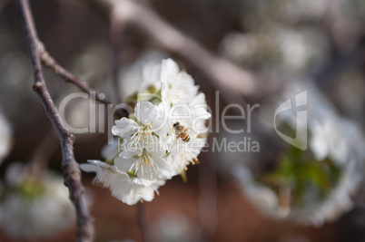 bee with  cherry flower