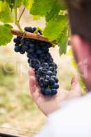 Cropped image of man touching grapes