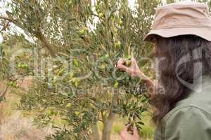 Man observing olives on plant