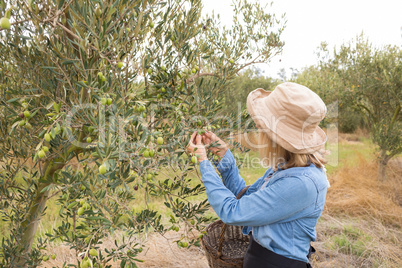 Woman harvesting olives from tree