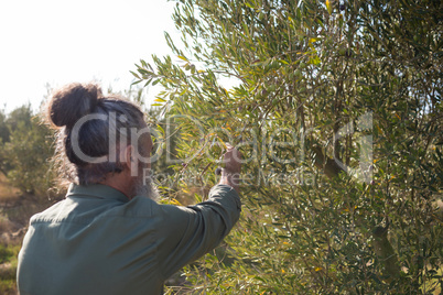 Man harvesting olives from tree