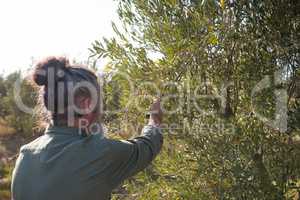 Man harvesting olives from tree