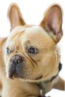 Isolated French Bulldog Head.