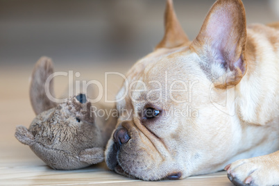 Young French Bulldog male resting next to his toy.
