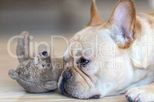 Young French Bulldog male resting next to his toy.