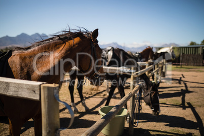Horses standing in the ranch