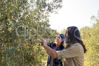 Couple interacting while harvesting olives