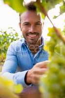Portrait of man by grapes at vineyard