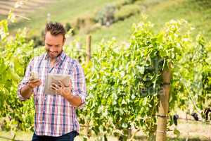 Man using tablet and phone at vineyard on sunny day