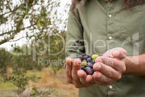 Mid section of man holding harvested olives