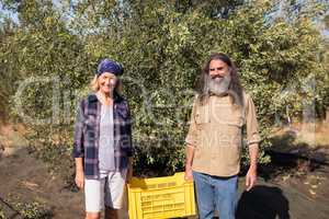 Portrait of happy couple holding crate in olive farm