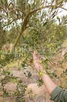 Man observing olives on plant