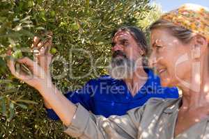 Couple examining olives on plant
