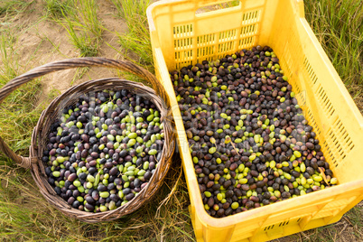 Close-up of fresh olives in basket and crate