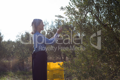 Woman harvesting olives from tree