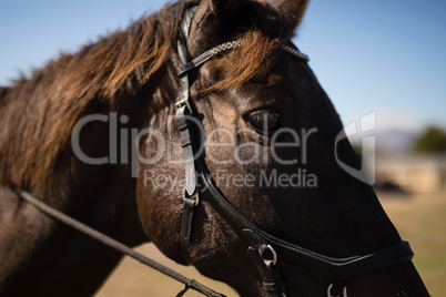 Brown horse standing in the field on a sunny day