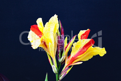 Canna indica #317