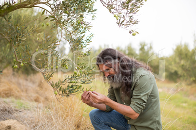 Farmer examining olive on plant