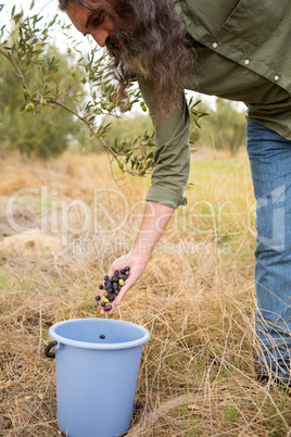 Man gathering harvested olives in container
