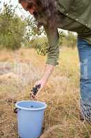 Man gathering harvested olives in container