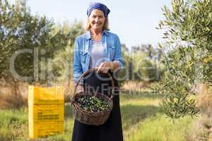 Portrait of happy of woman holding harvested olives in basket