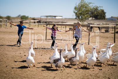 Three kids running towards the flock of geese in the farm
