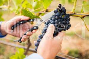 Cropped hands of man cutting grapes