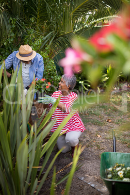 Woman holding flowers during plantation
