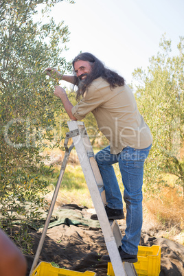 Happy man pruning olive tree in farm