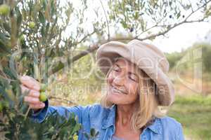 Woman harvesting olives from tree