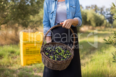 Mid section of woman holding harvested olives in basket