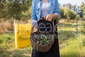 Mid section of woman holding harvested olives in basket