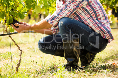 Low section of man touching grapes
