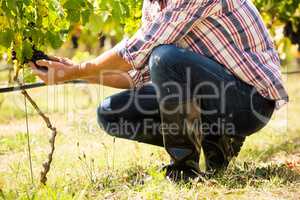 Low section of man touching grapes