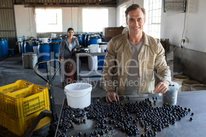 Worker checking a harvested olives in factory