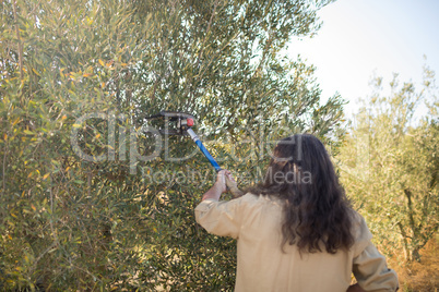 Farmers using olive picking tool while harvesting