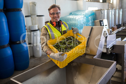 Portrait of happy worker putting harvested olive in machine