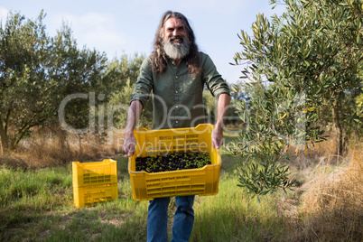 Portrait of happy man holding harvested olives in crate