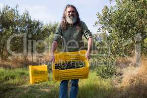Portrait of happy man holding harvested olives in crate