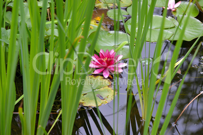 Seerosen auf einem Gartenteich im Sommer