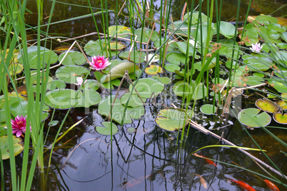 Seerosen auf einem Gartenteich im Sommer