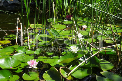 Seerosen auf einem Gartenteich im Sommer