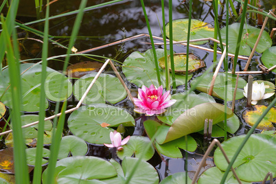 Seerosen auf einem Gartenteich im Sommer