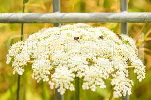 wilde Karotte, Blüte an einem Gitter