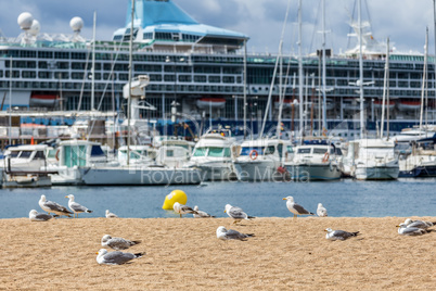 Seagulls on the beach,  fisher boats and cruise ship
