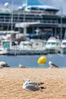 Seagulls on the beach,  fisher boats and cruise ship