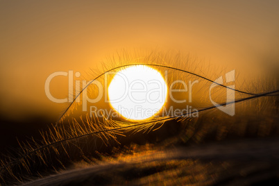 Close up of the stipa plant in the wonderful sunset light