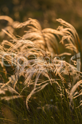 Close up of the stipa plant in the wonderful sunset light